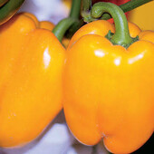 Hortus, Італія. Перець Шорок-шари. Ранній, врожайний, смачний.