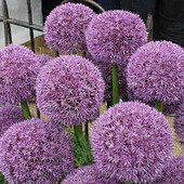 алліум Gladiator:-5 шт