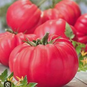 Томат Рожевий слон, 15 насінин