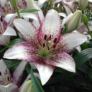 Фото №1 class=