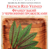 Щавель Французький з червоними прожилками. Невибагливий, росте 10 років на одному місці.