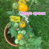 Томат кімнатний Венус оранж