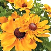 Насіння різнокольорових ромашок лот 1шт