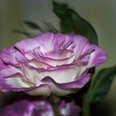 Еустома Маріачі F1 Місті Блу -10 шт.