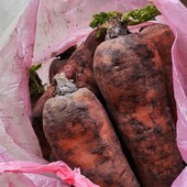 Морква домашня лот 3 кг