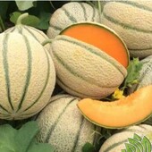 Horus, Італія . Диня Ортолані. Рання, стійка до хвороб, смачна.
