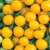 Томат черрі жовтий