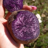 картопля Екзотік,1 кг