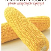 Цукрова кукурудза Веселий Роджер. Солодка, рання, смачна. Зав'язує набиті качани.