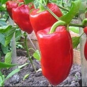 Ніцсса, Молдова.Перець солодкий Подарунок Молдови. Високий урожай в усіх регіонах.