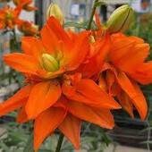 Лілія Hulk (Халк) — 12/14