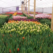 Тюльпани цибулини мікс сортів 10 шт