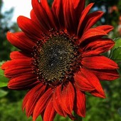 Подсолнух декоративный Красно солнышко. Используют для цветников и срезки.