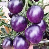 Томат Американський синій, 15 насінин