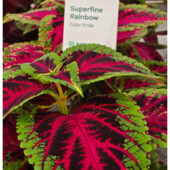 Sakata, Японія. Колеус Суперфайн Рейнбоу колір