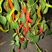 Солодкий пікантний перець-папероні Ломбардо