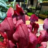 Хищная экзотика: Саррацения Марун (Sarracenia Maroon) — ручной дракон на вашем окне!