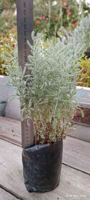 Фото №2
