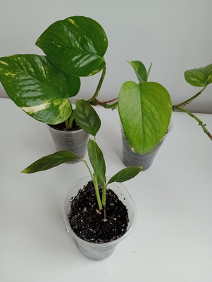 Фото №1