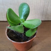 Суккулент
