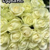 Роза Едванс саженец