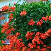 Яскрава ліана - Кампсис помаранчевий "Speciosa" Лот - 2кущ (корінці))