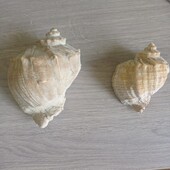 Ракушки мушлі