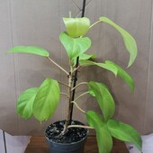 Филодендрон. Сорт Malay Gold
